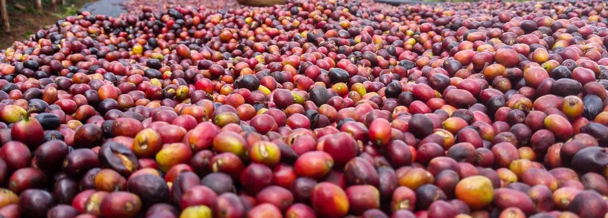 wube shepherd Ethiopian Coffee Germany kaffee äthiopien
