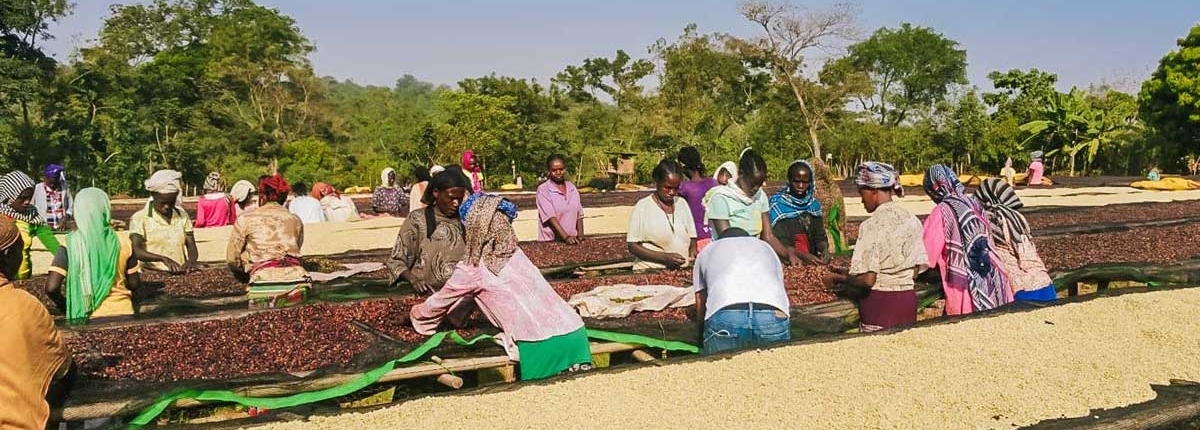 wube shepherd Ethiopian Coffee Germany kaffee äthiopien