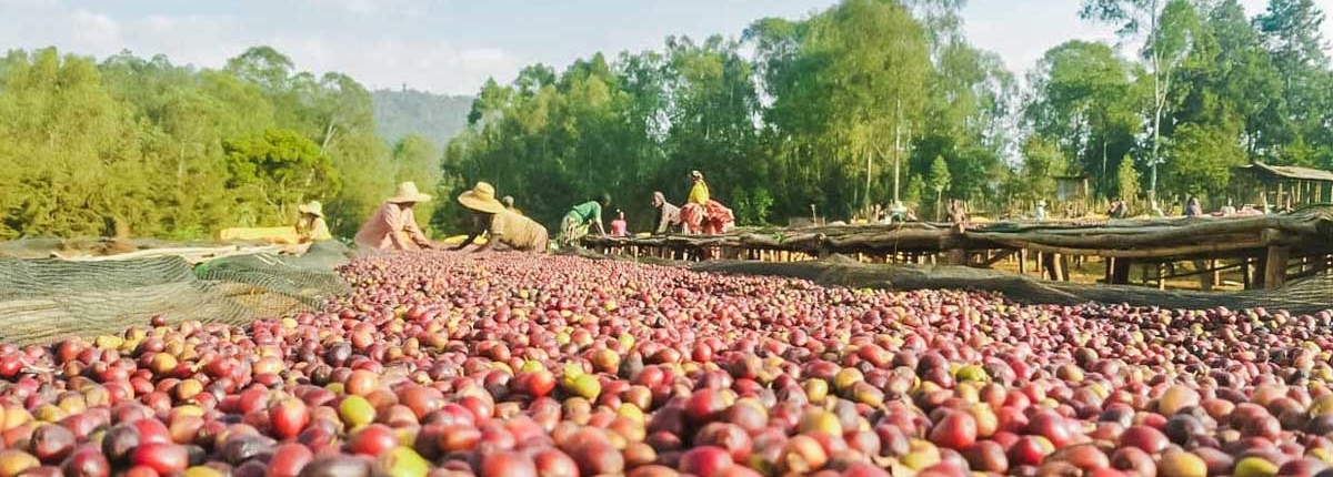 wube shepherd Ethiopian Coffee Germany kaffee äthiopien