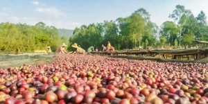 wube shepherd Ethiopian Coffee Germany kaffee äthiopien