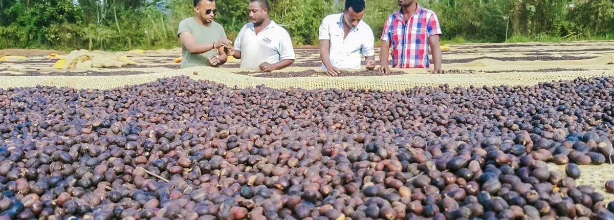wube shepherd Ethiopian Coffee Germany kaffee äthiopien