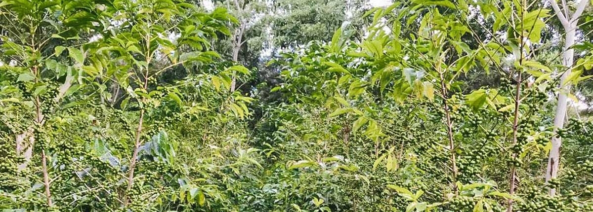 wube shepherd Ethiopian Coffee Germany kaffee äthiopien