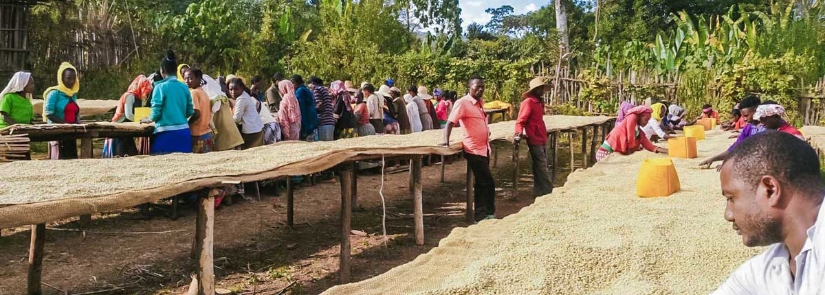 wube shepherd Ethiopian Coffee Germany kaffee äthiopien