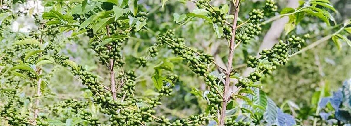 wube shepherd Ethiopian Coffee Germany kaffee äthiopien