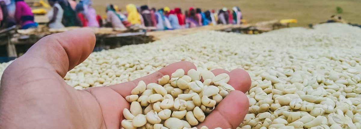 wube shepherd Ethiopian Coffee Germany kaffee äthiopien