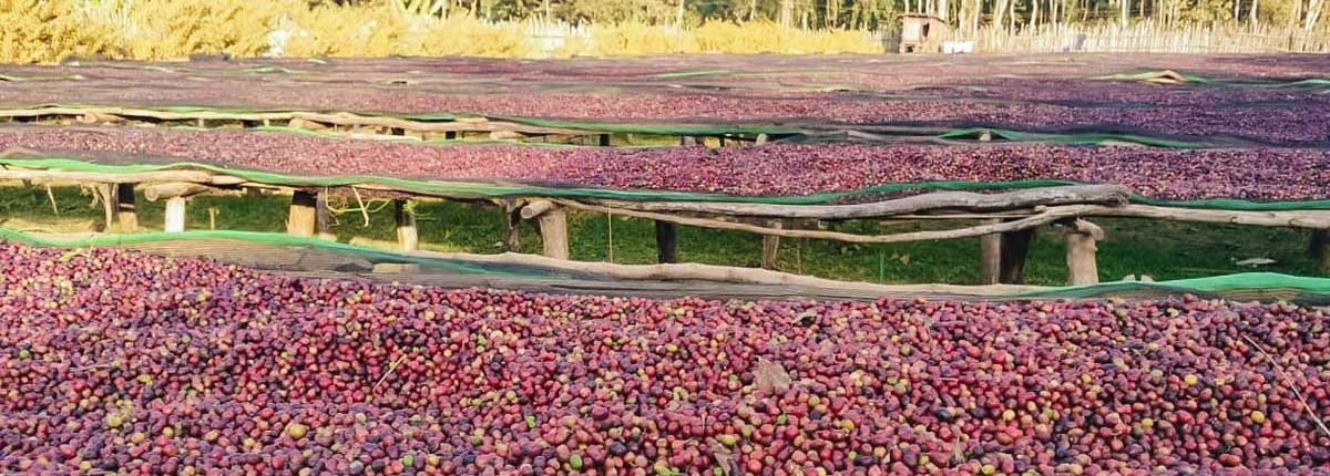 wube shepherd Ethiopian Coffee Germany kaffee äthiopien