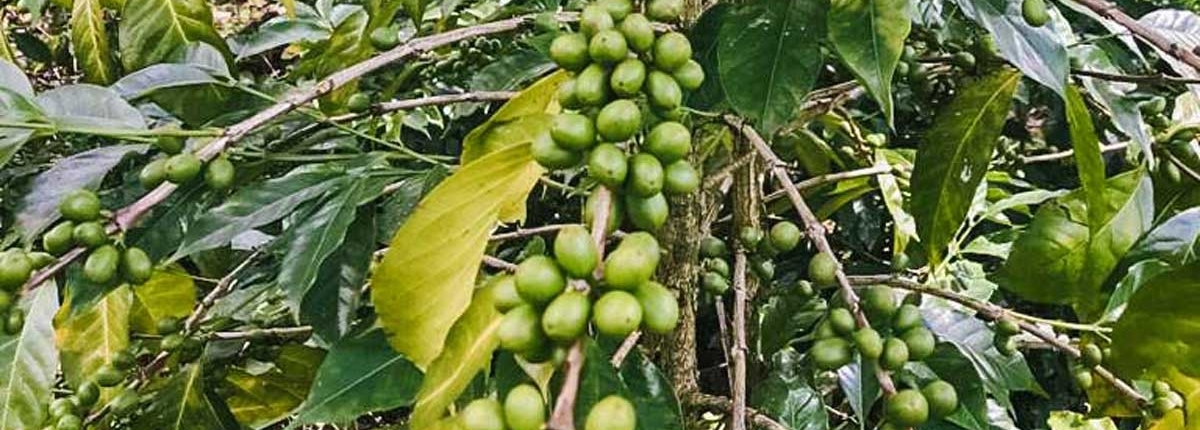 wube shepherd Ethiopian Coffee Germany kaffee äthiopien