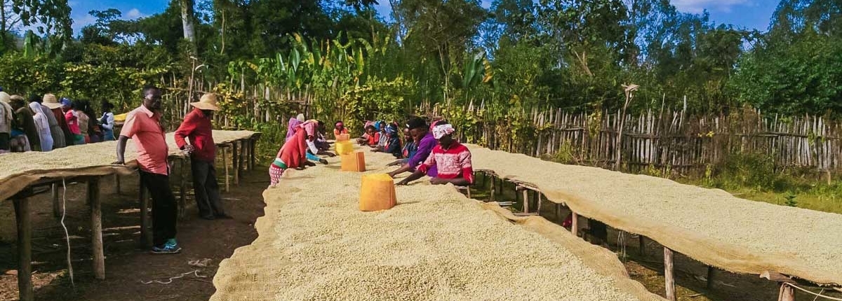 wube shepherd Ethiopian Coffee Germany kaffee äthiopien